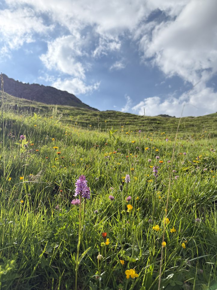 Sonniges Bergbild mit grüner Wiese und bunten Wiesenblumen; blauer Himmel mit Wolken